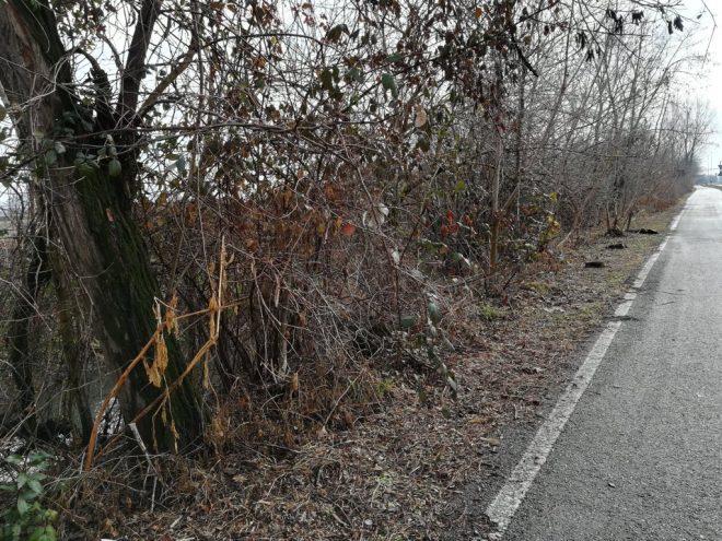 RICHIESTA INTERVENTO DI SFALCIO ERBACCE LUNGO LA CICLABILE VIA MILANO