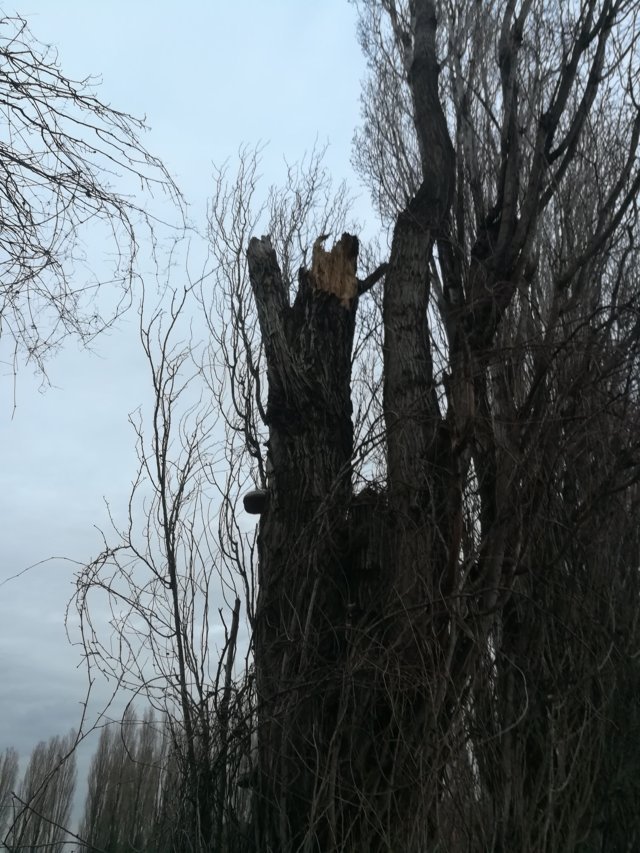 Albero con rami spezzati lungo marciapiede