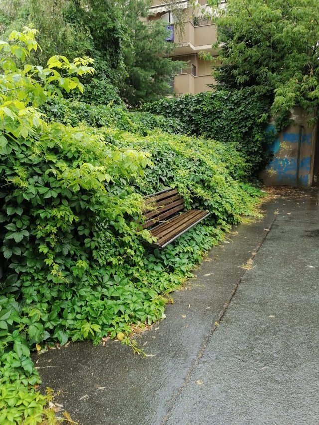 Piante infestanti all’ingresso del Parco Giochi G.Brichetto