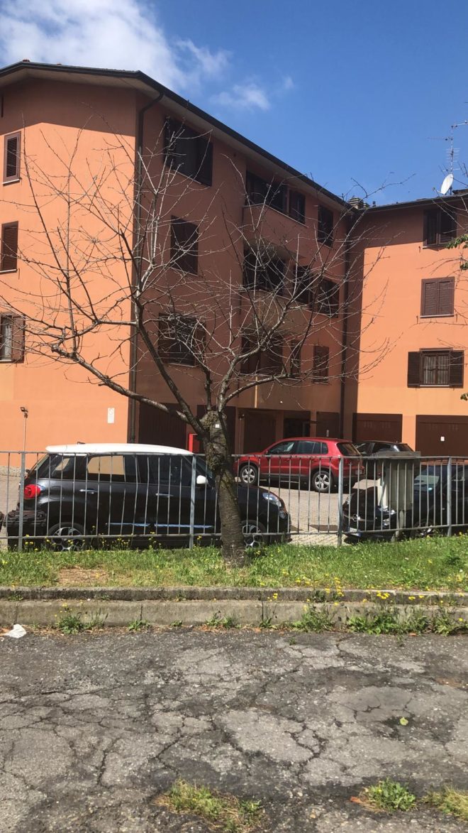 Pianta morta parcheggio di Via Pascoli