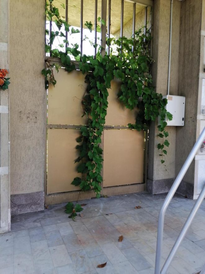 Pianta infestante – Cimitero di Linate